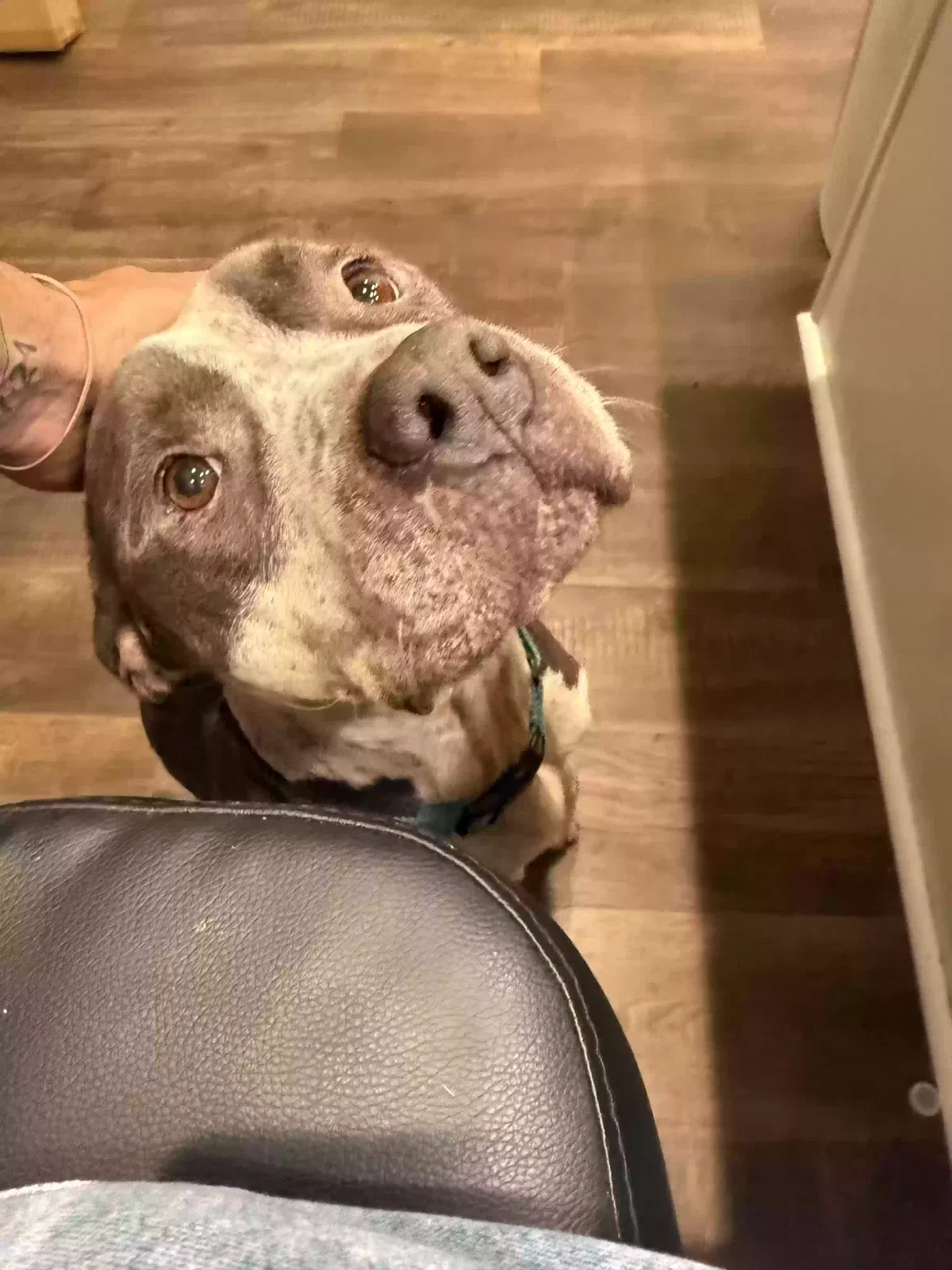 zeus, pit bull and great dane mix Dog for adoption in Dallas, GA, 30157