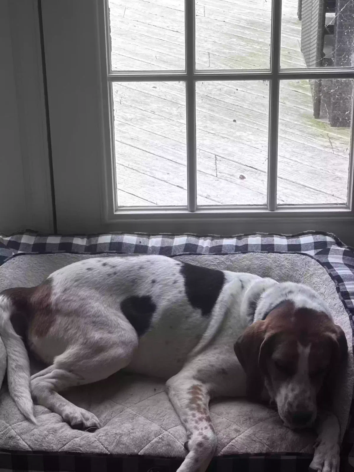 Bailey, Coon hound mix Dog for adoption in Purcellville, VA, 20132