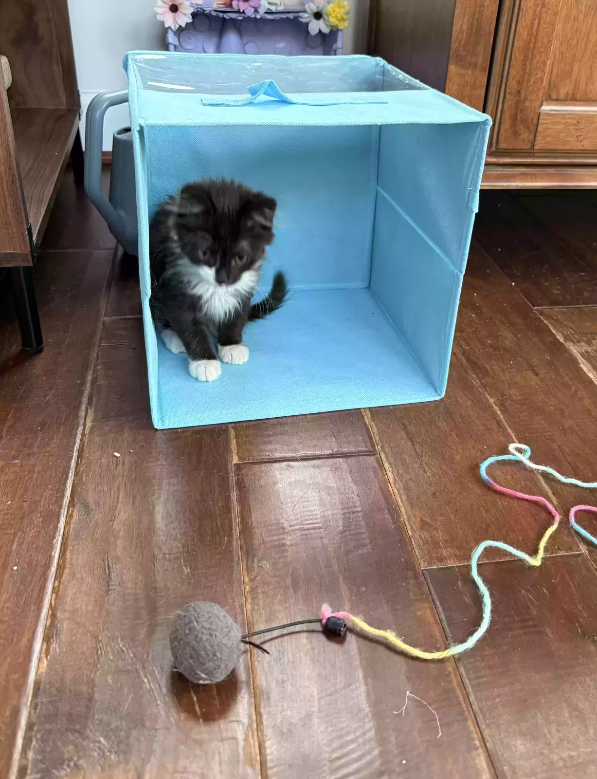 Cow, Unknown Cat for adoption in Raleigh, NC, 27607