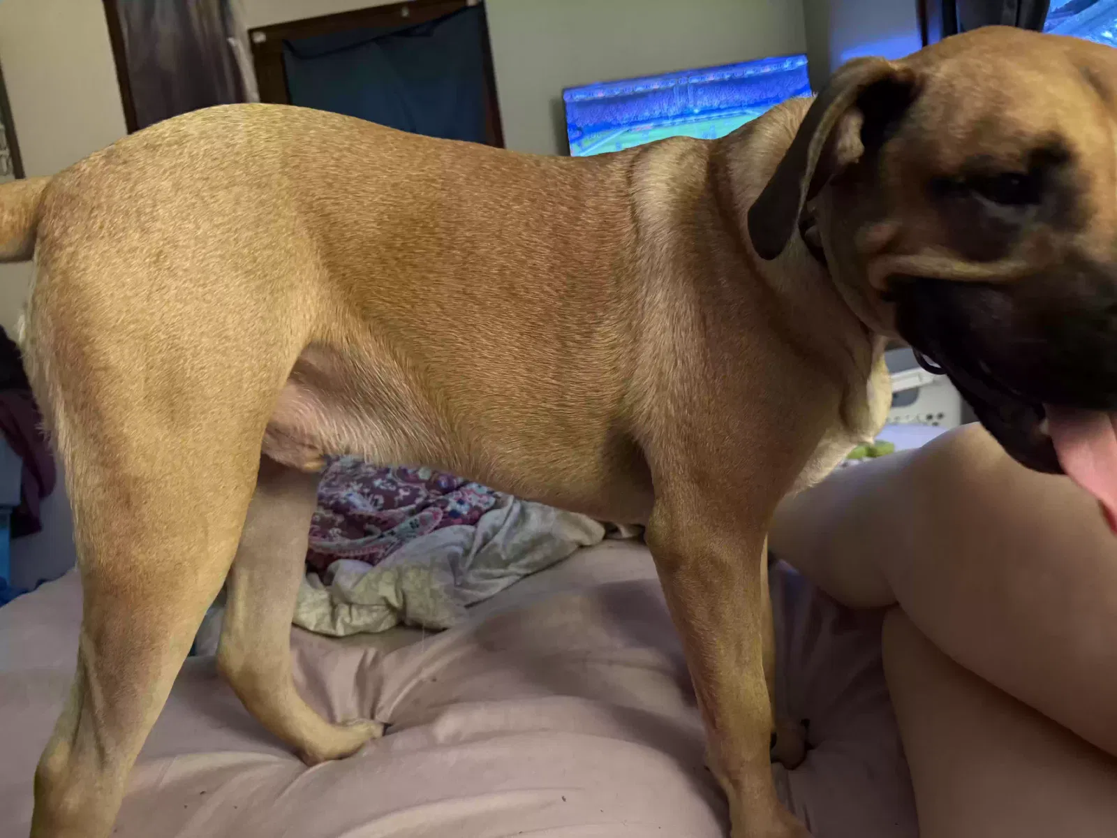 Dog, Unknown Dog for adoption in Akron, OH, 44307