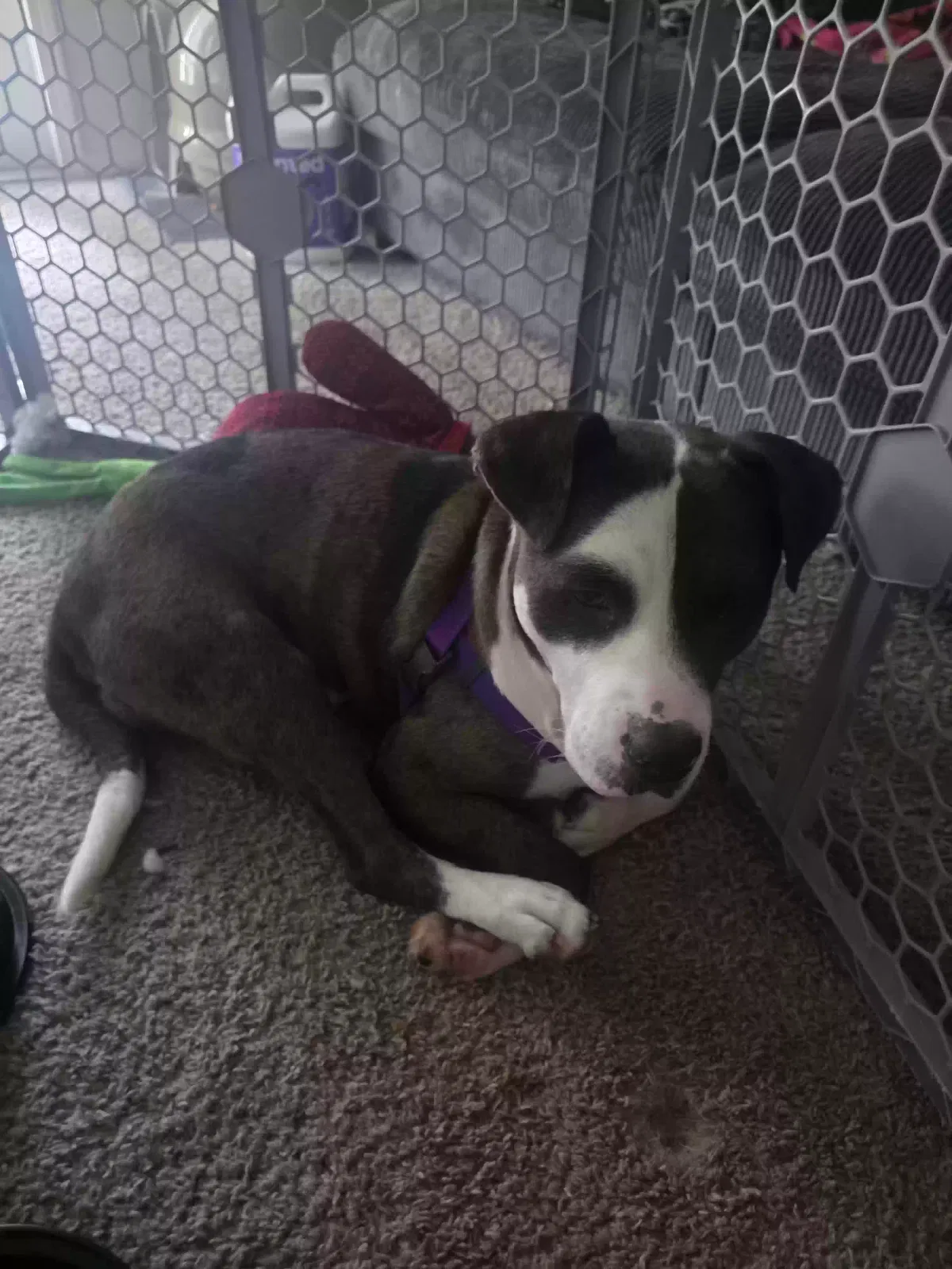 Archie, Pit bull Dog for adoption in Raleigh, NC, 27617
