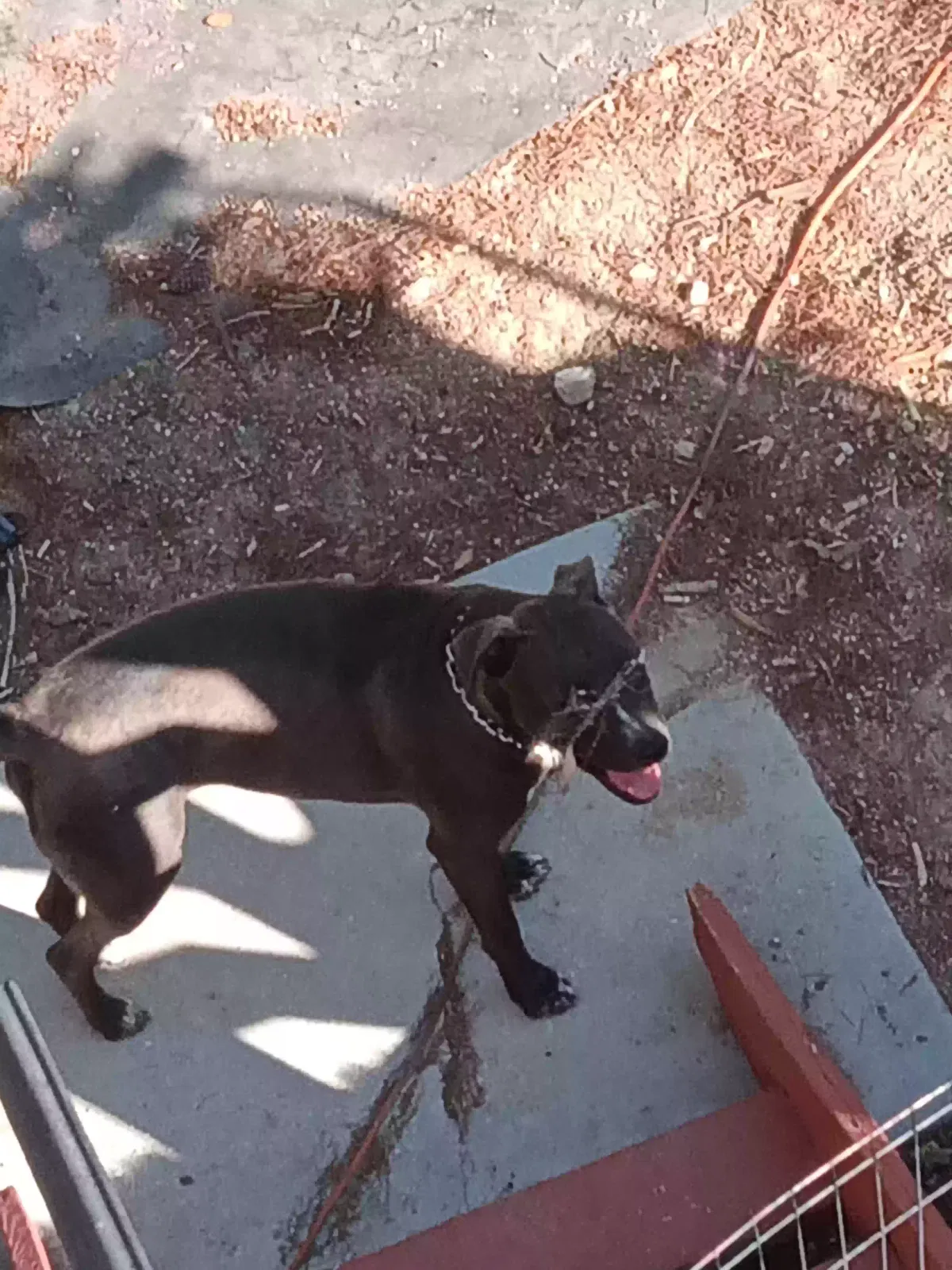 Knot head, Pit bull Dog for adoption in Apple Valley, CA, 92307