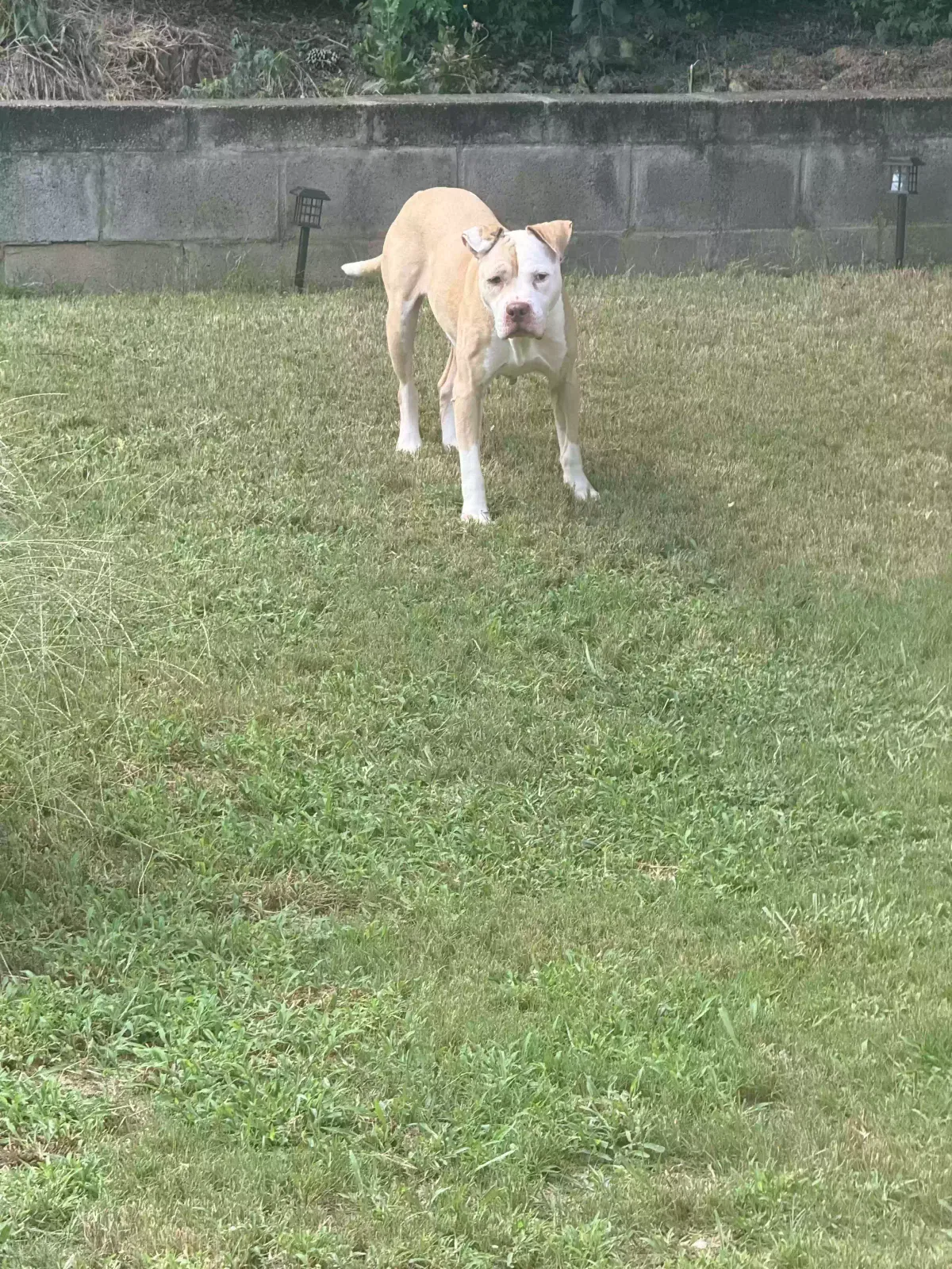 Cookie, Pitbull Dog for adoption in Lawrenceville, GA, 30046