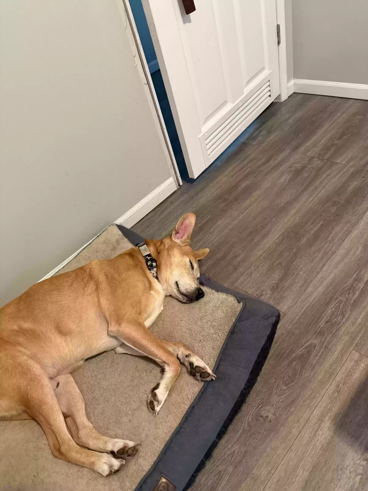 Doug, Hound/pit mix Dog for adoption in Maryville, TN, 37996