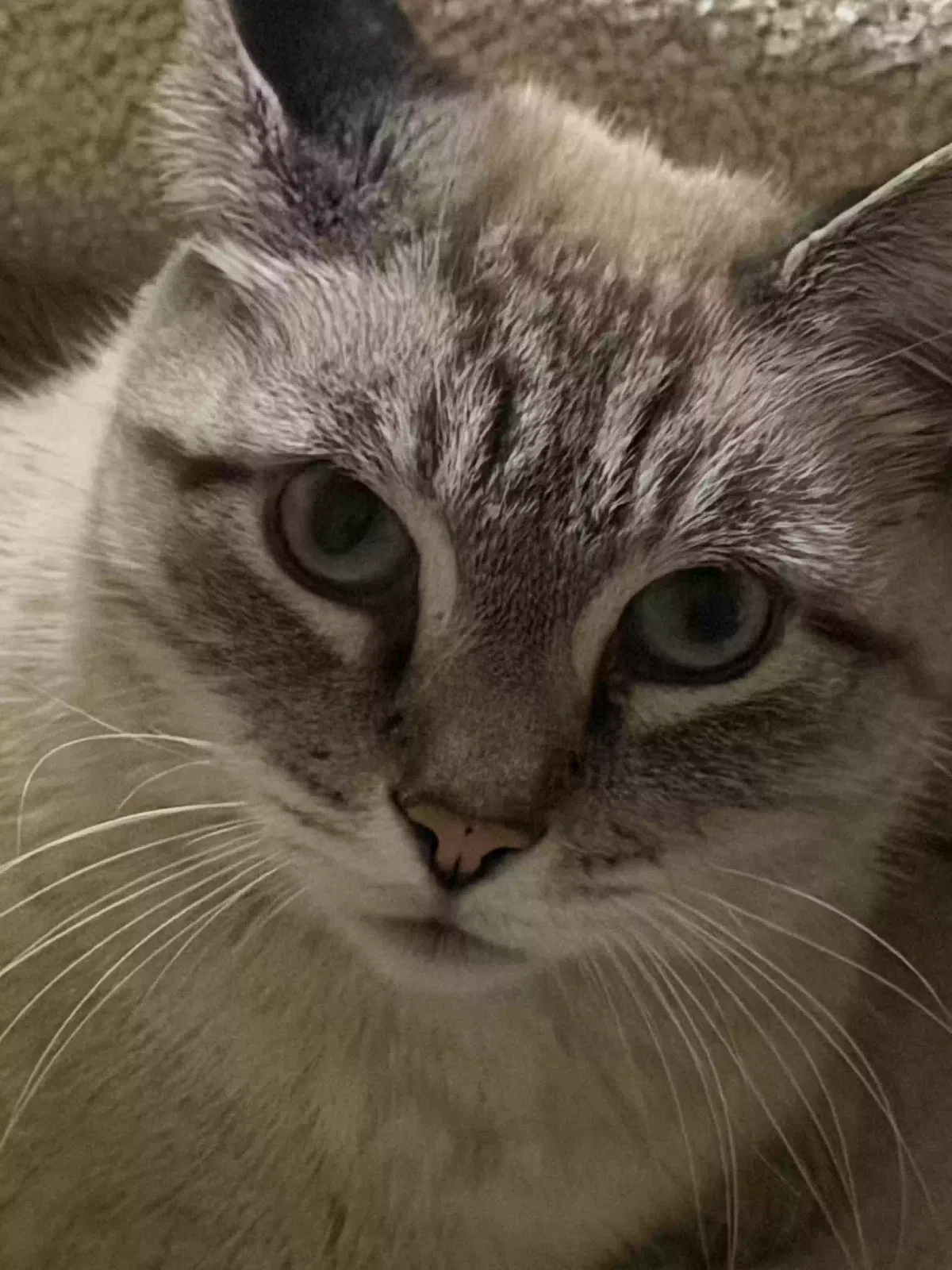 Cat, Lynx Point Siamese Cat for adoption in Covington, KY, 41016
