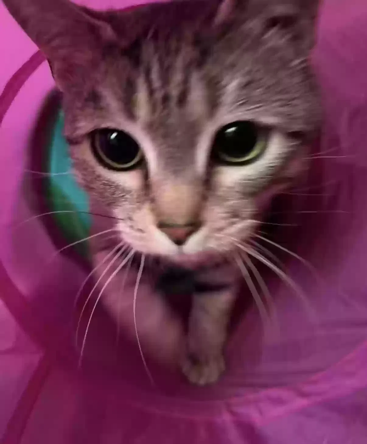 Hana, Unknown Cat for adoption in Morrisville, NC, 27560