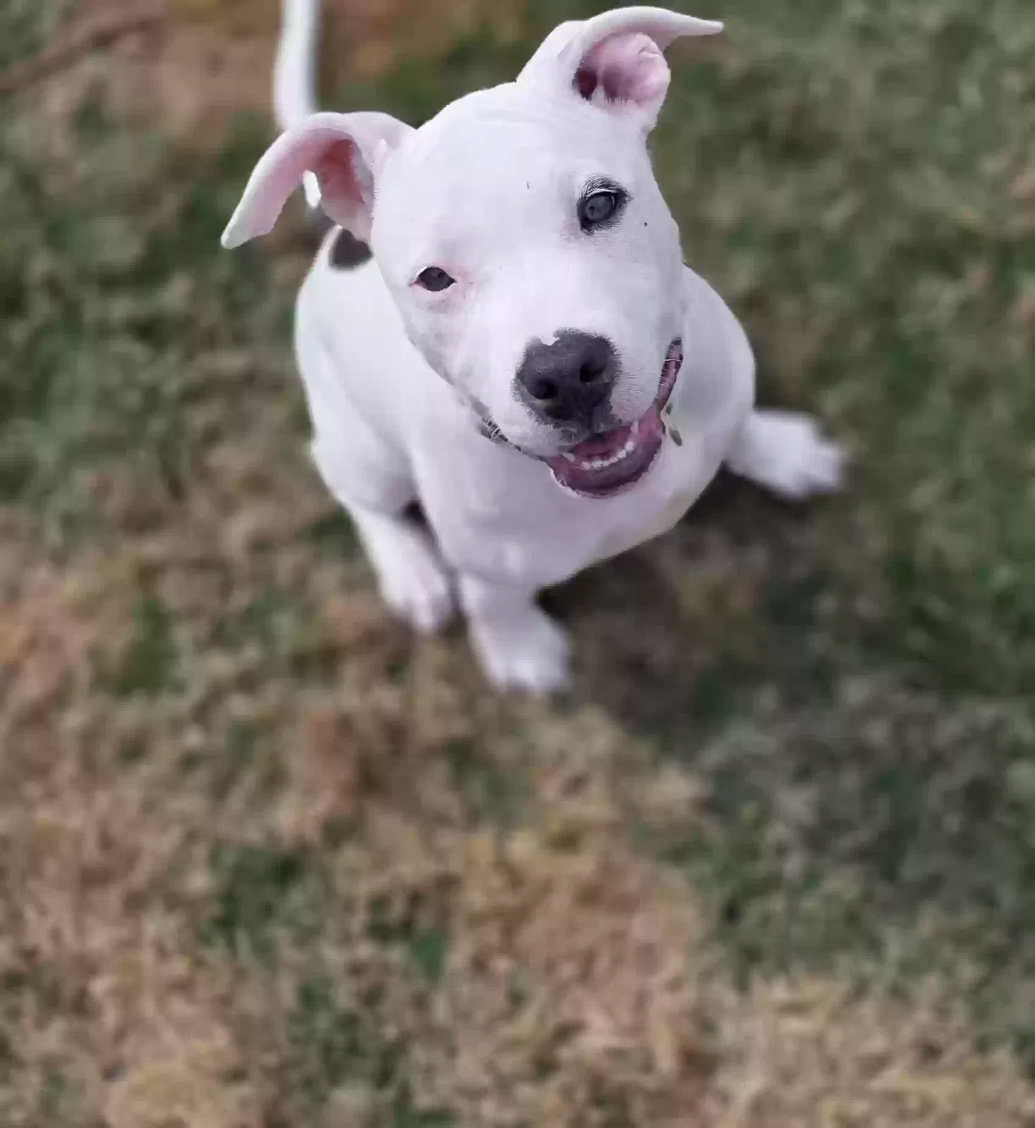 Phoenix, Amstaff Dog for adoption in Acworth, GA, 30101