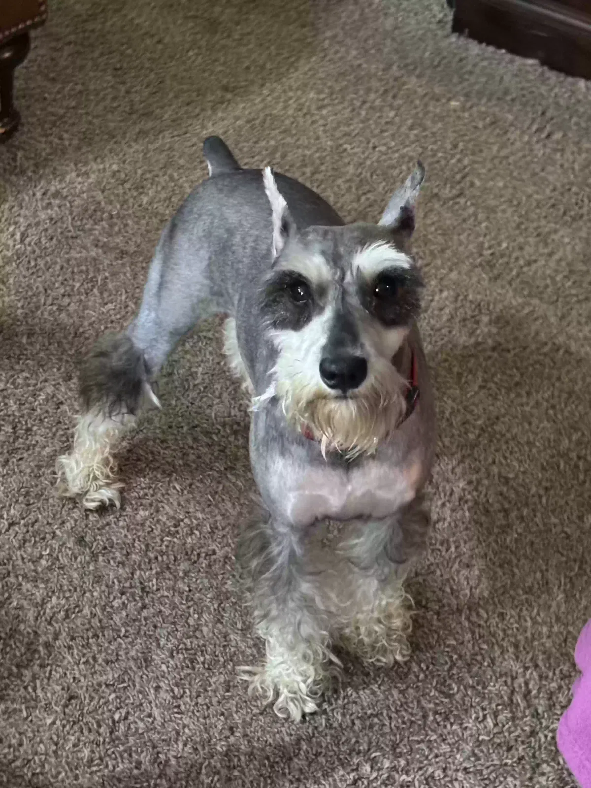 ELISA, AKC MINATURE SCHNAUZER Dog for adoption in Lawrenceville, GA, 30046