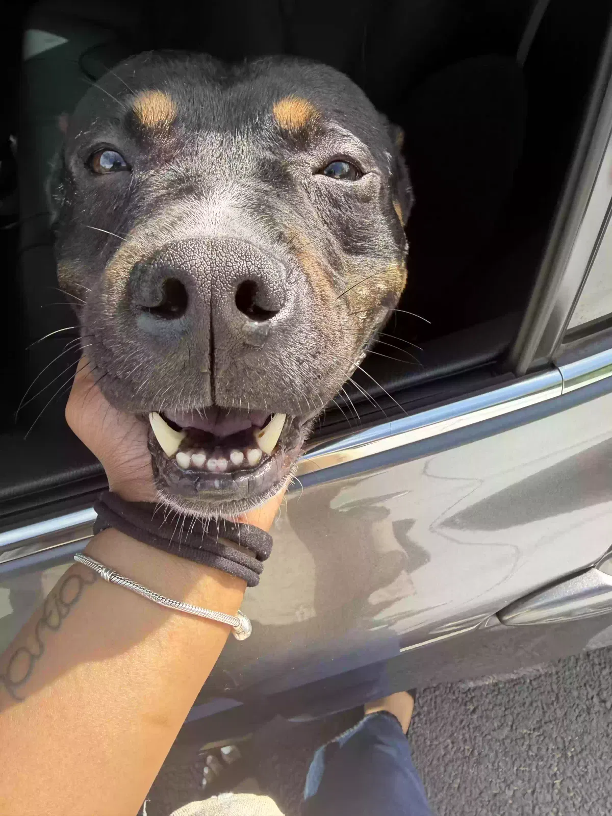 Dog, Unknown Dog for adoption in Atlanta, GA, 30345