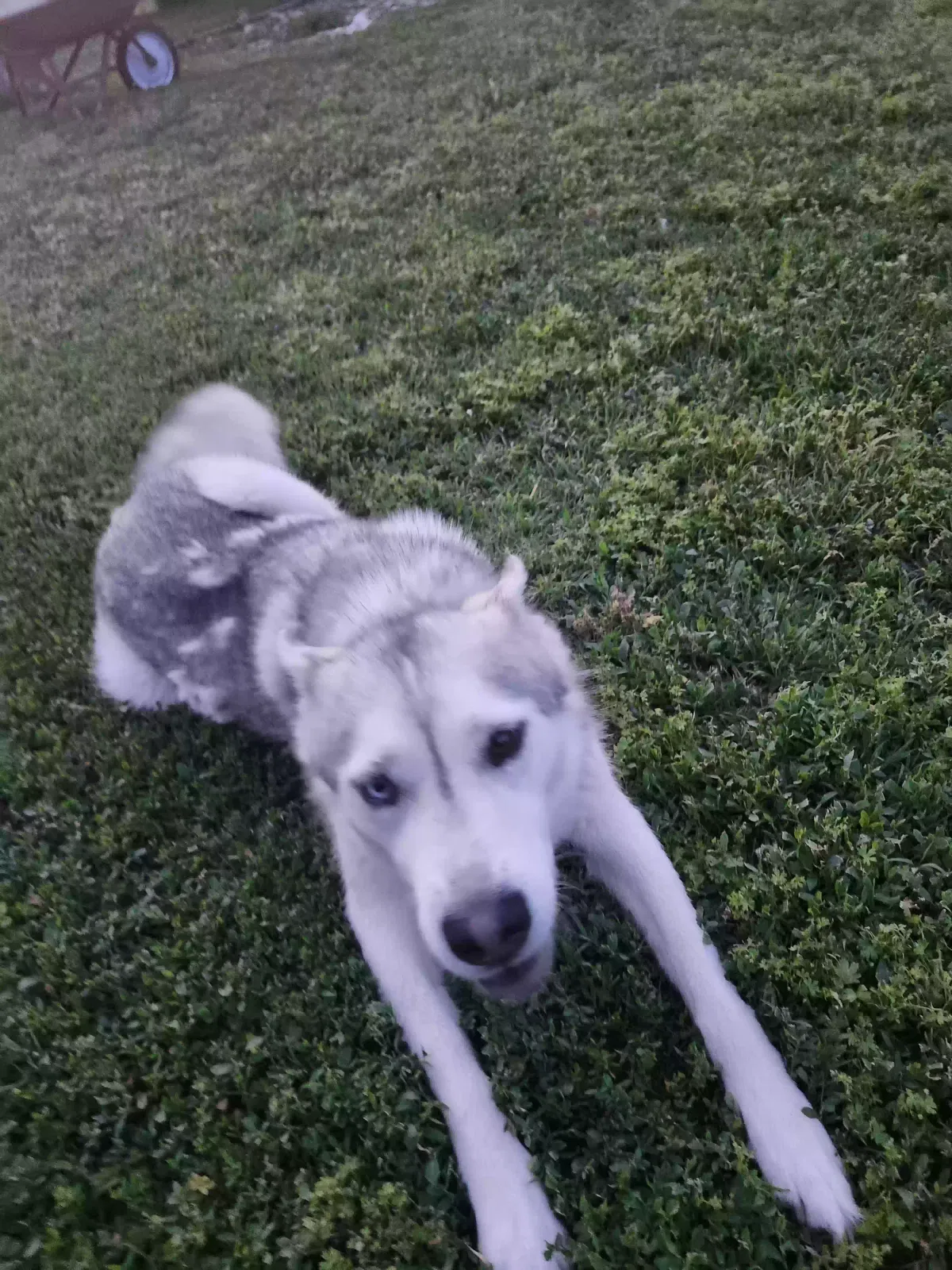Dog, Siberian husky Dog for adoption in Wichita, KS, 67213