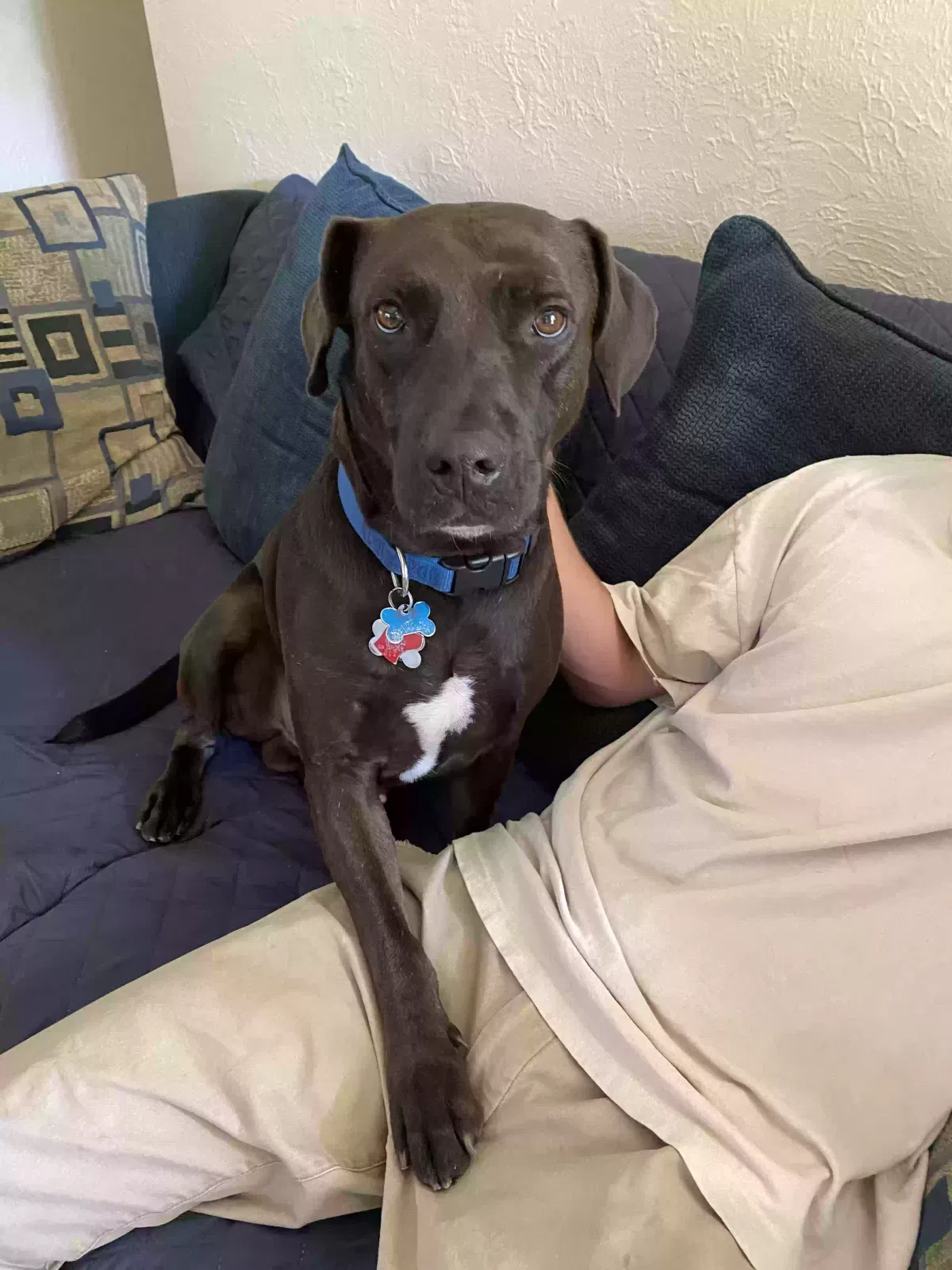 Bo, Lab mix Dog for adoption in Saint Louis, MO, 63139
