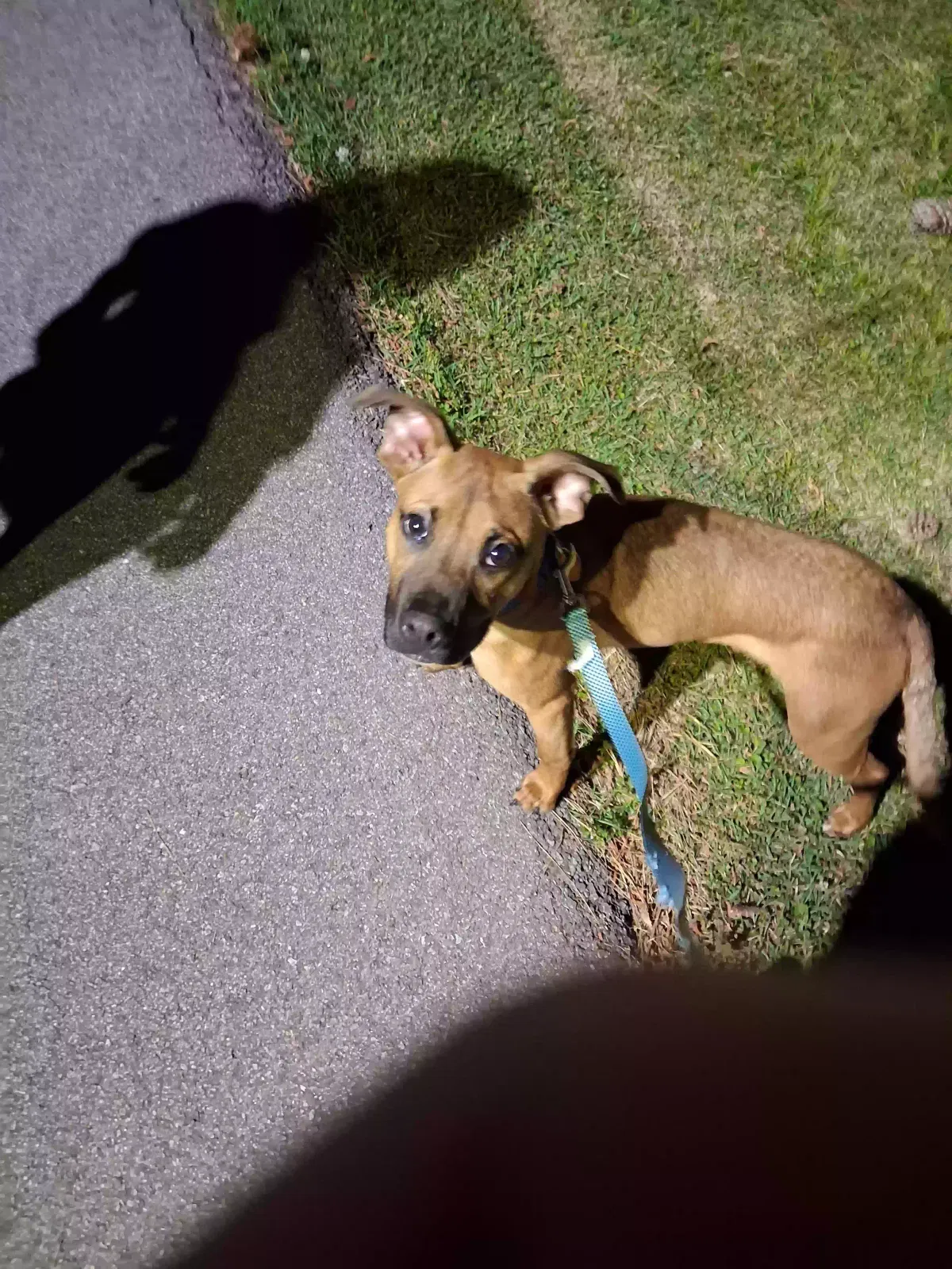 Buckley, Boxer mix Dog for adoption in Leeds, AL, 35094