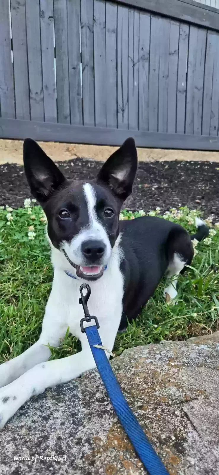 Dog, Catahoula mix Dog for adoption in Clarksville, TN, 37043