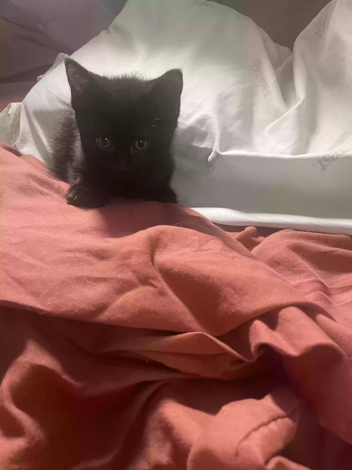 Darkness, Unknown Cat for adoption in Bristol, CT, 6010
