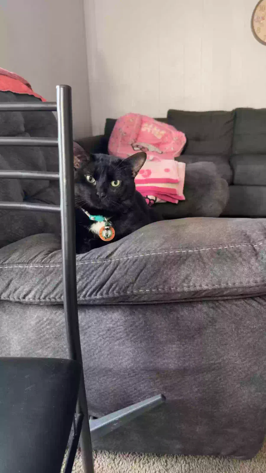 michi, Unknown Cat for adoption in Shrewsbury, MA, 1545