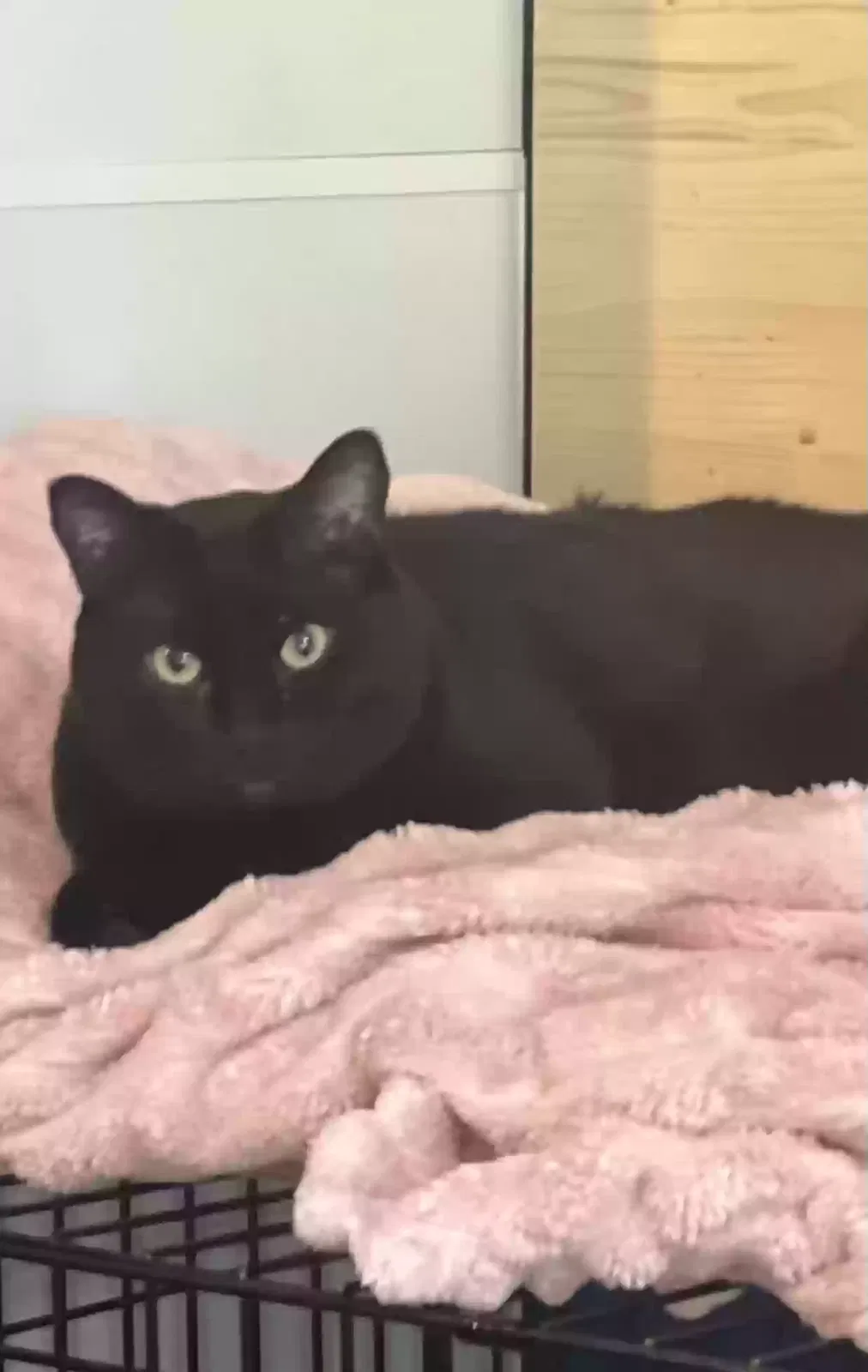 Daisy and Joey, Daisy is an all black short hair cut, her brother is a long-haired grey and white cat. Cat for adoption in Spring Hill, TN, 37174
