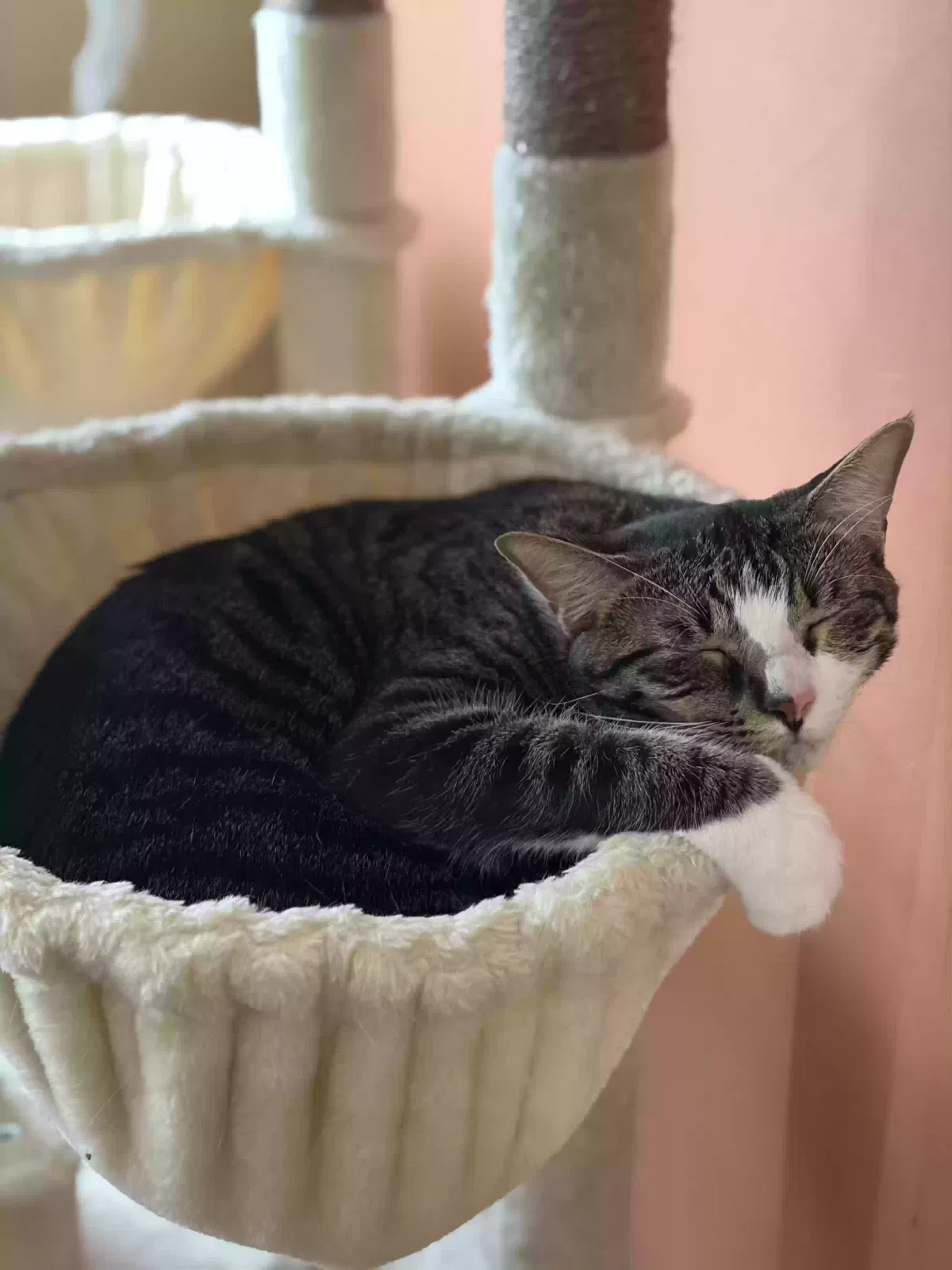 Nyles, Unknown Cat for adoption in Maspeth, NY, 11378