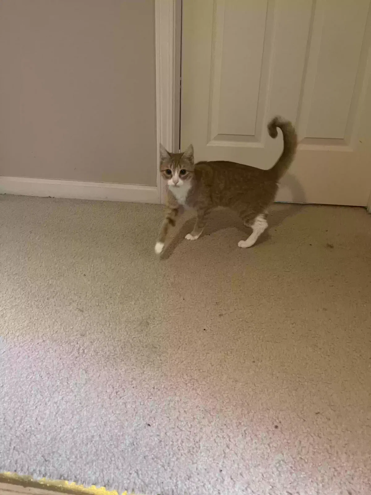 Sushi, Unknown Cat for adoption in Douglasville, GA, 30135