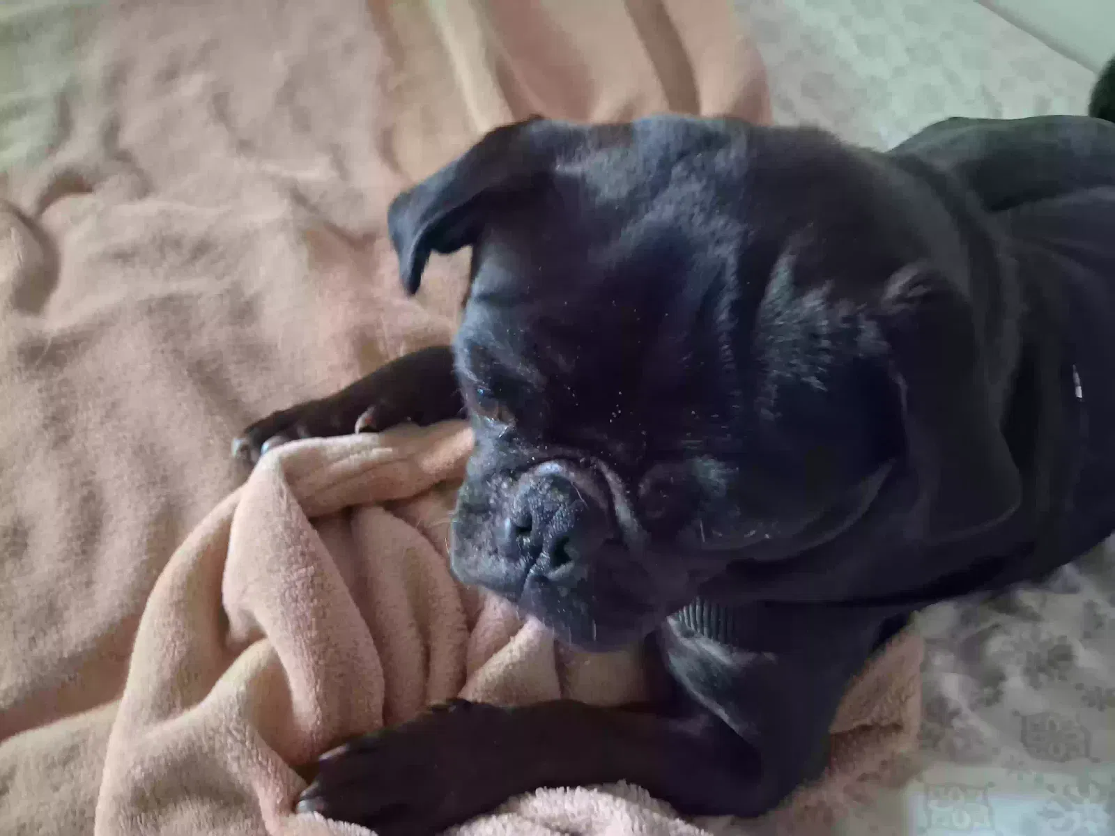 Frankie, Pug Dog for adoption in Eugene, OR, 97402