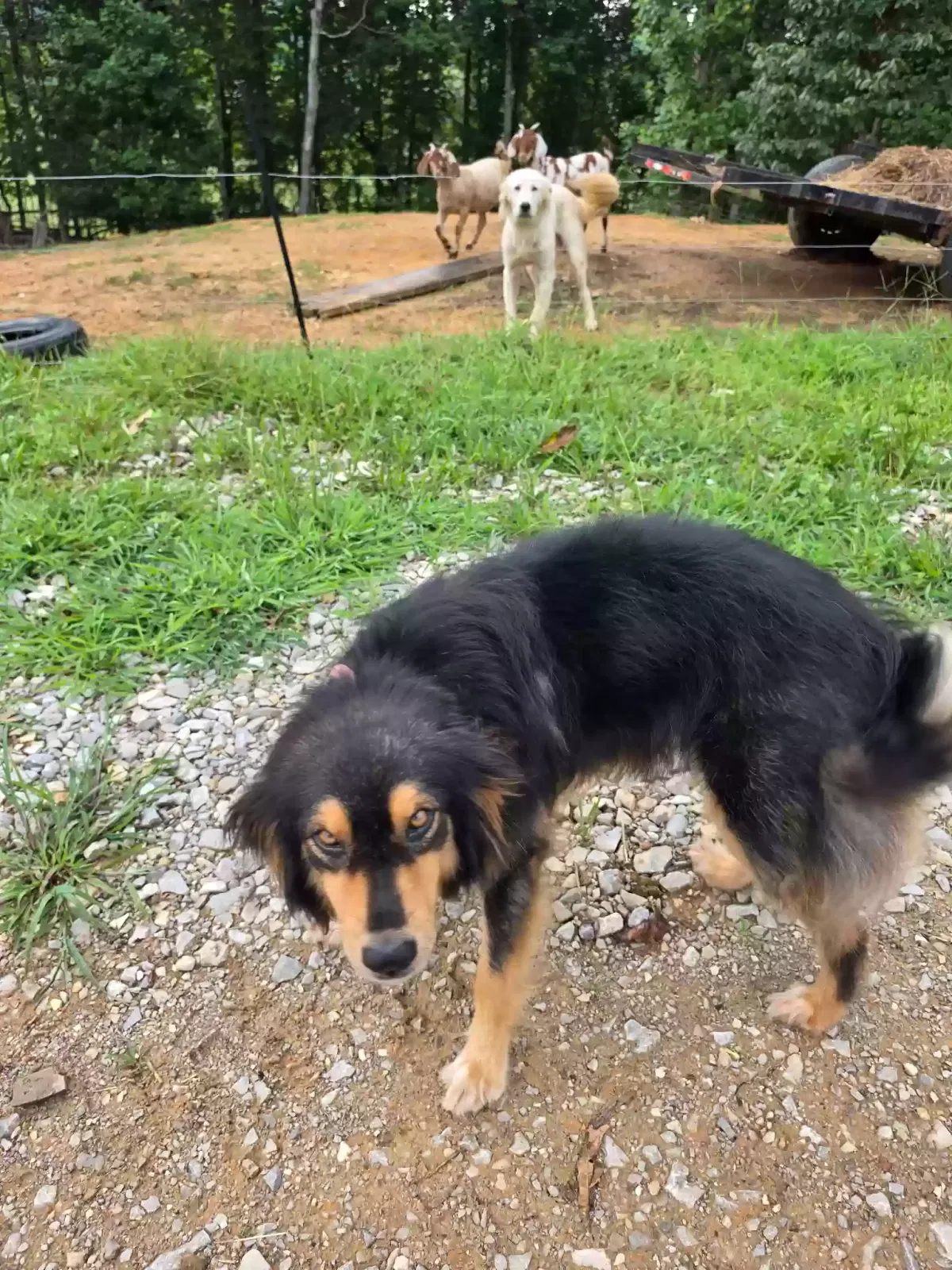 Dog, Australian Shepherd Dog for adoption in Livingston, TN, 38570
