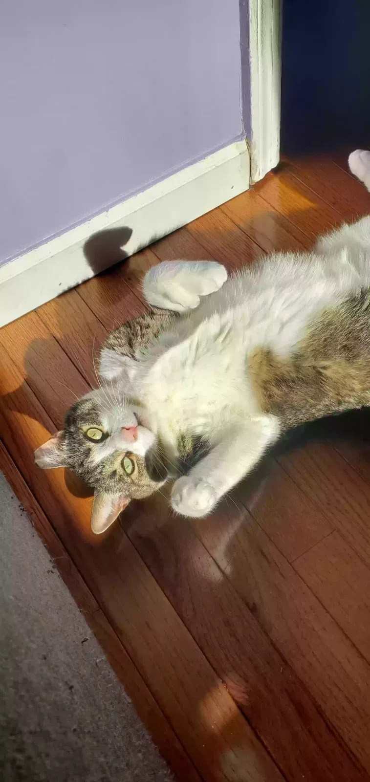 Coco, Tabby Cat for adoption in Newburgh, NY, 12550