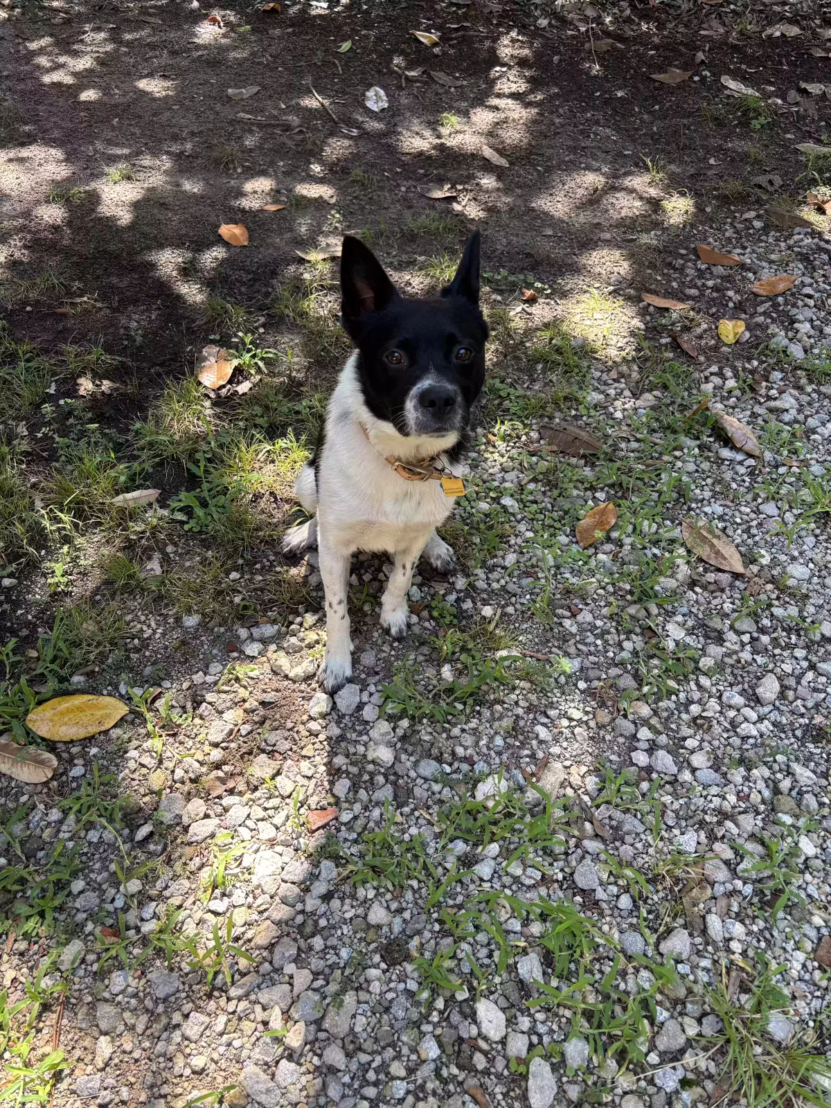 Henry, Mountain Cur and Border Coolie Dog for adoption in Winnsboro, SC, 29180