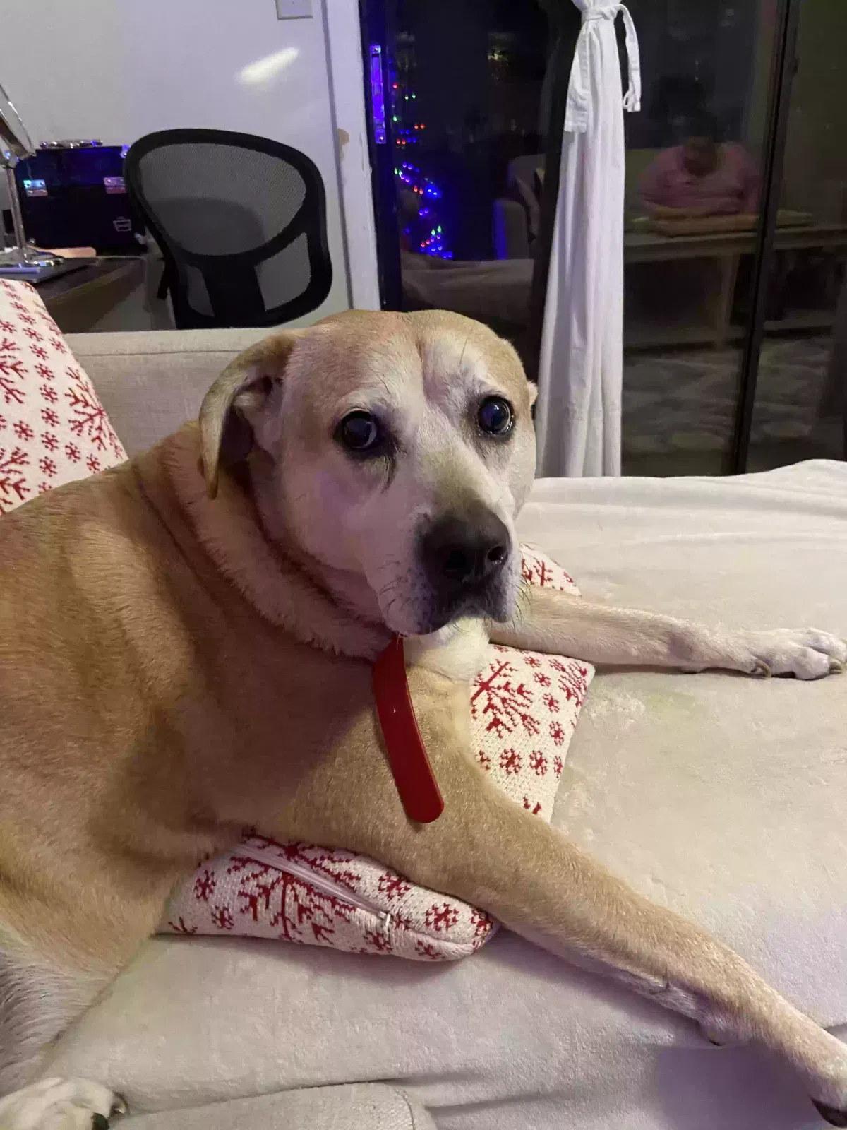 Dobby, labrador Dog for adoption in Atlanta, GA, 30350