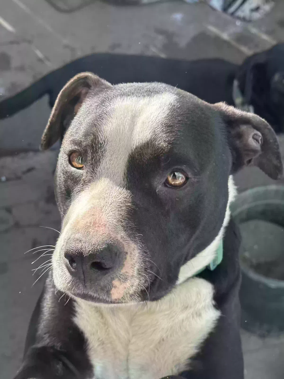 nena, mixed pit bull terrier Dog for adoption in South El Monte, CA, 91733