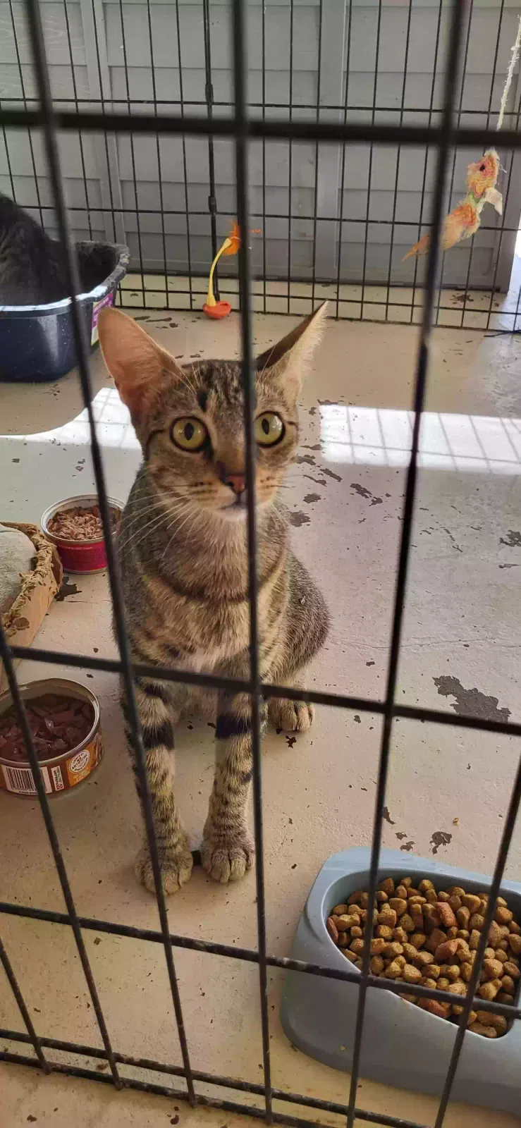 Pixie, Tabby Cat for adoption in Hot Springs National Park, AR, 71913