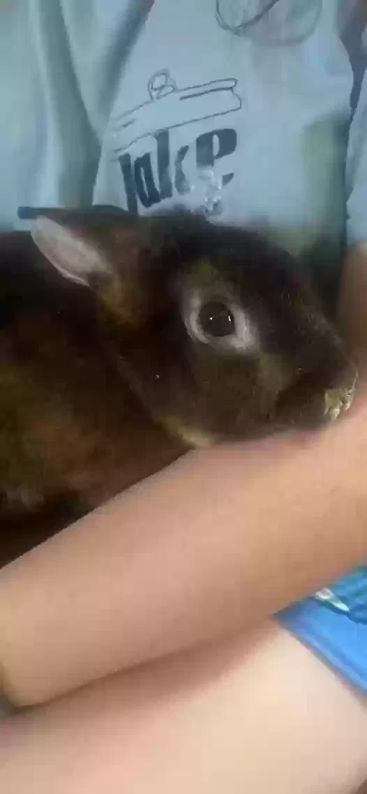 buddy, rex Pet for adoption in Sweet Springs, MO, 65351