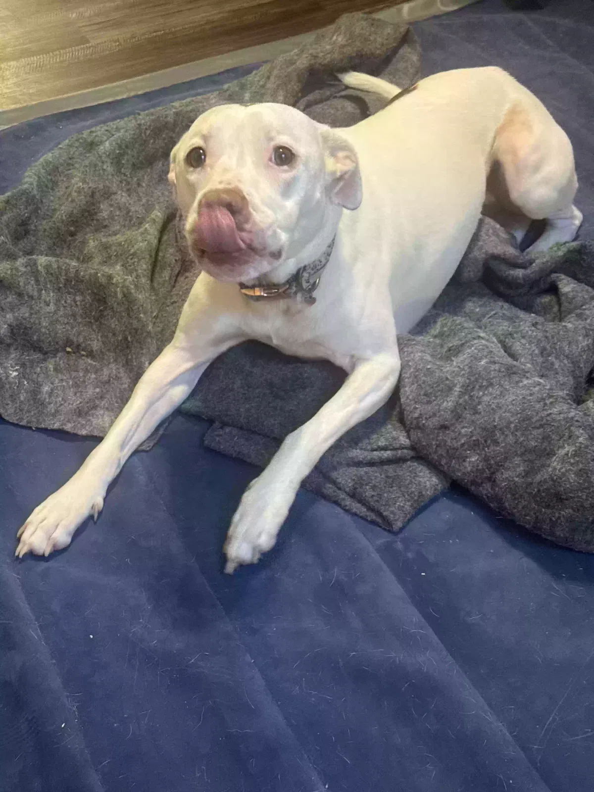 Ahnya, Lab mix Dog for adoption in Martin, TN, 38237