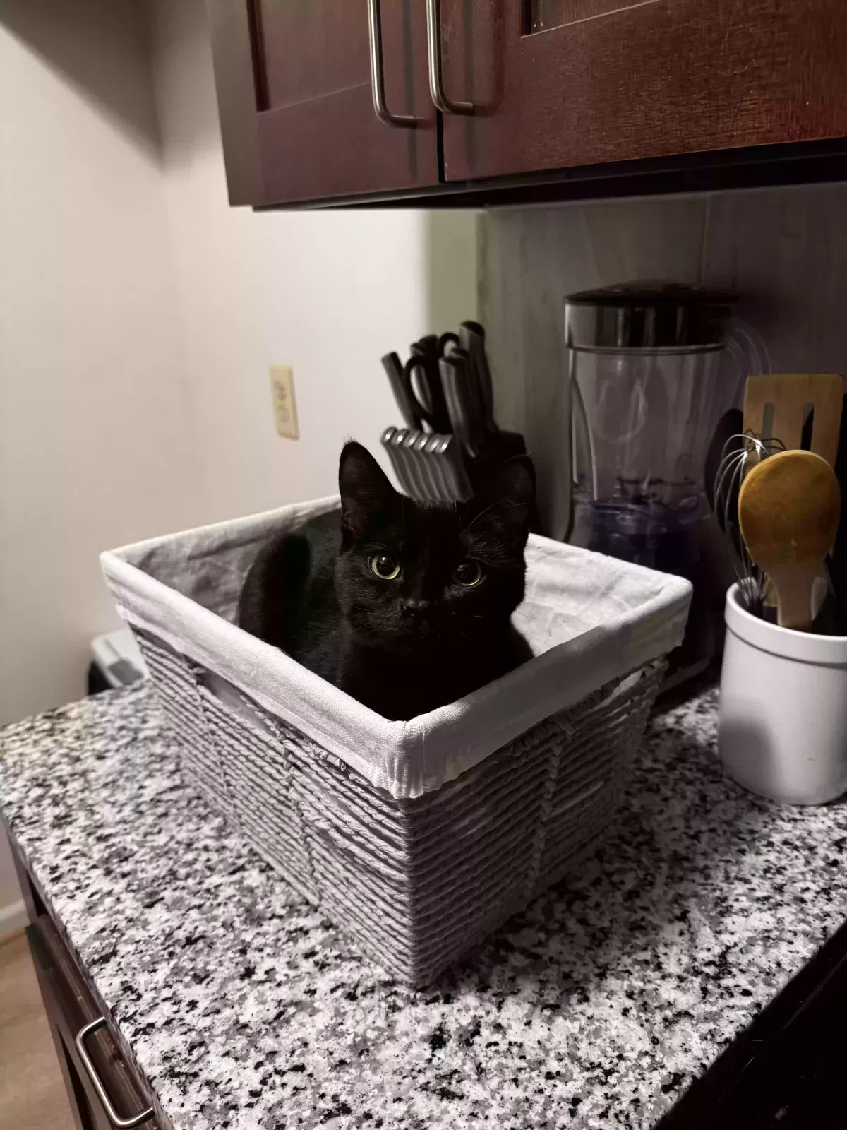 Cat, Unknown Cat for adoption in Port Huron, MI, 48060