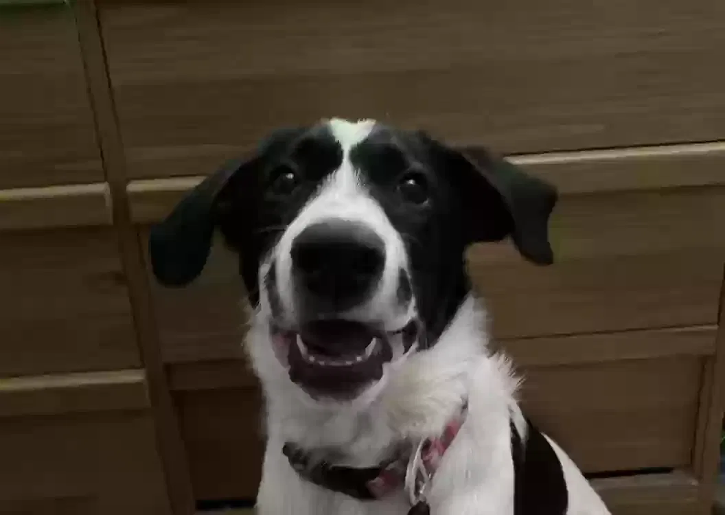 Vaquita, Mutt/Unknown Dog for adoption in Austin, MN, 55912