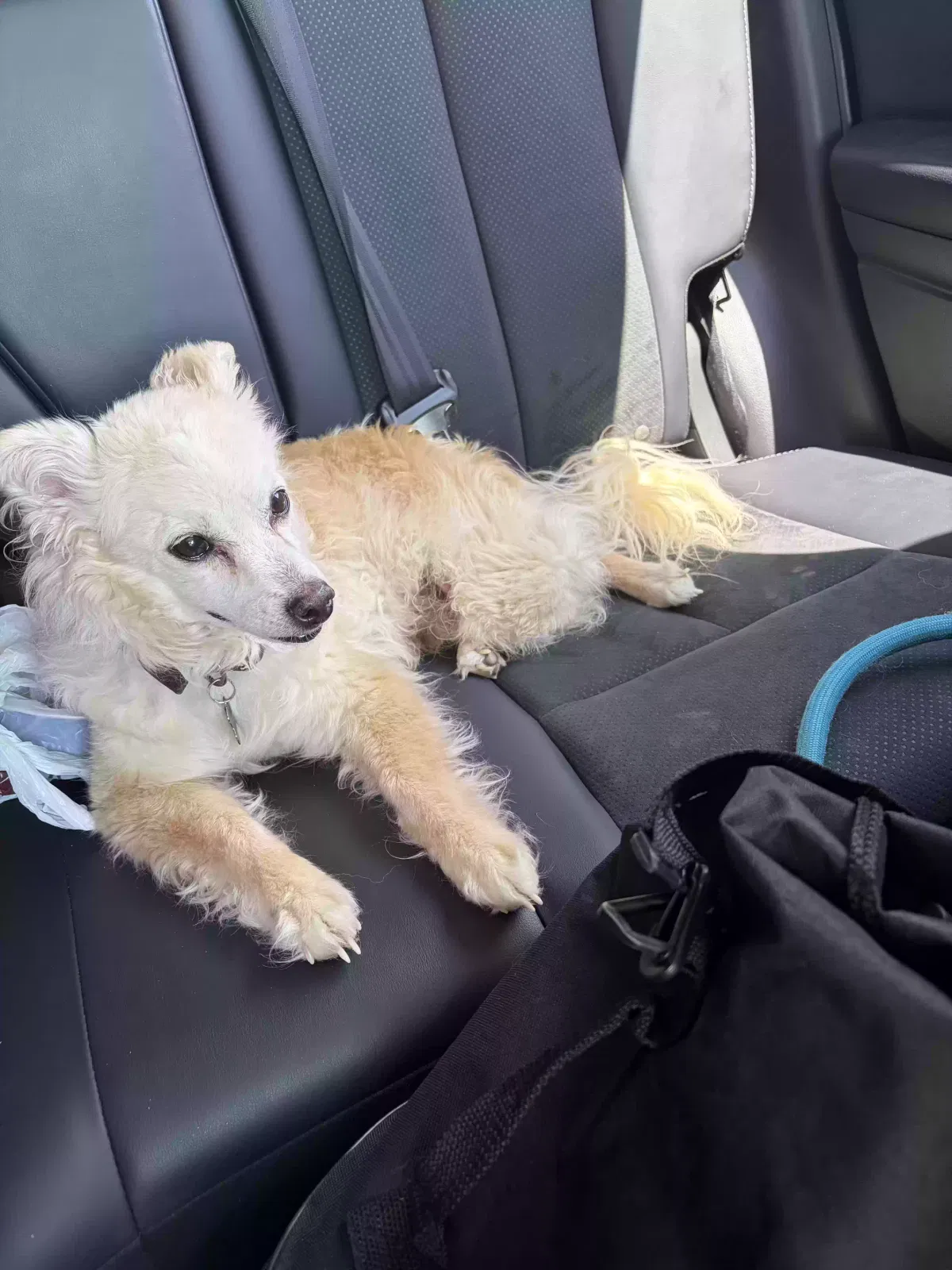 Peanut, Pomeranian mix Dog for adoption in Pinetop, AZ, 85935