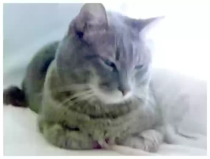 Olive, Domestic Shorthair Cat for adoption in Anaheim, CA, 92801