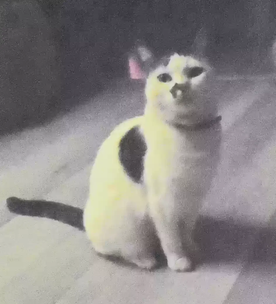 Sally, Domestic shorthair Cat for adoption in Anaheim, CA, 92801