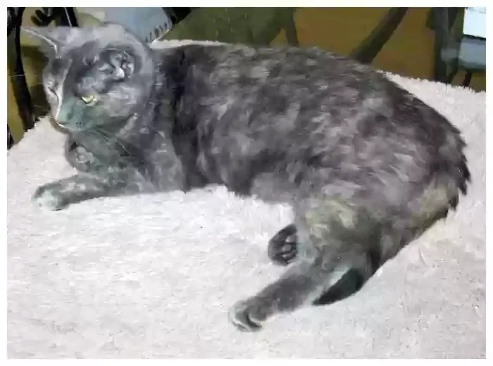 Mila, Domestic Shorthair, diluted gray tortie Cat for adoption in Anaheim, CA, 92801