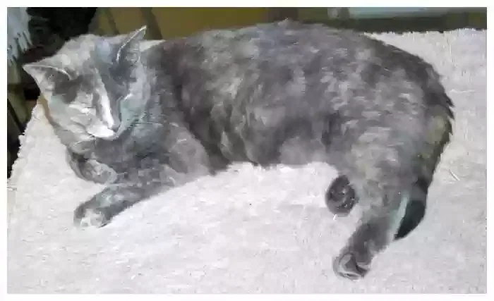 Mila, Domestic Shorthair Cat for adoption in Anaheim, CA, 92801