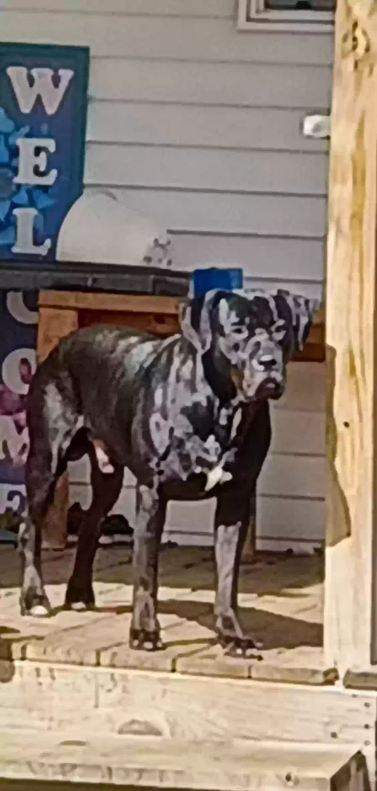 Gunner, Lab Mix Dog for adoption in Clio, MI, 48420