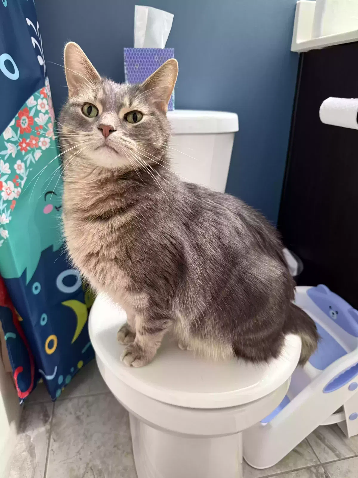 Rocket, Unknown Cat for adoption in Merrillville, IN, 46410