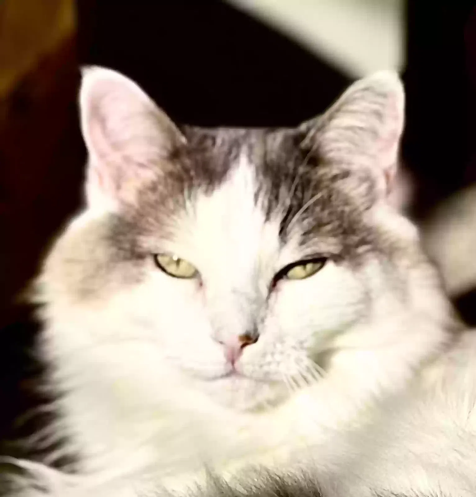 Bonnie, Unknown Cat for adoption in Cleveland, TN, 37311