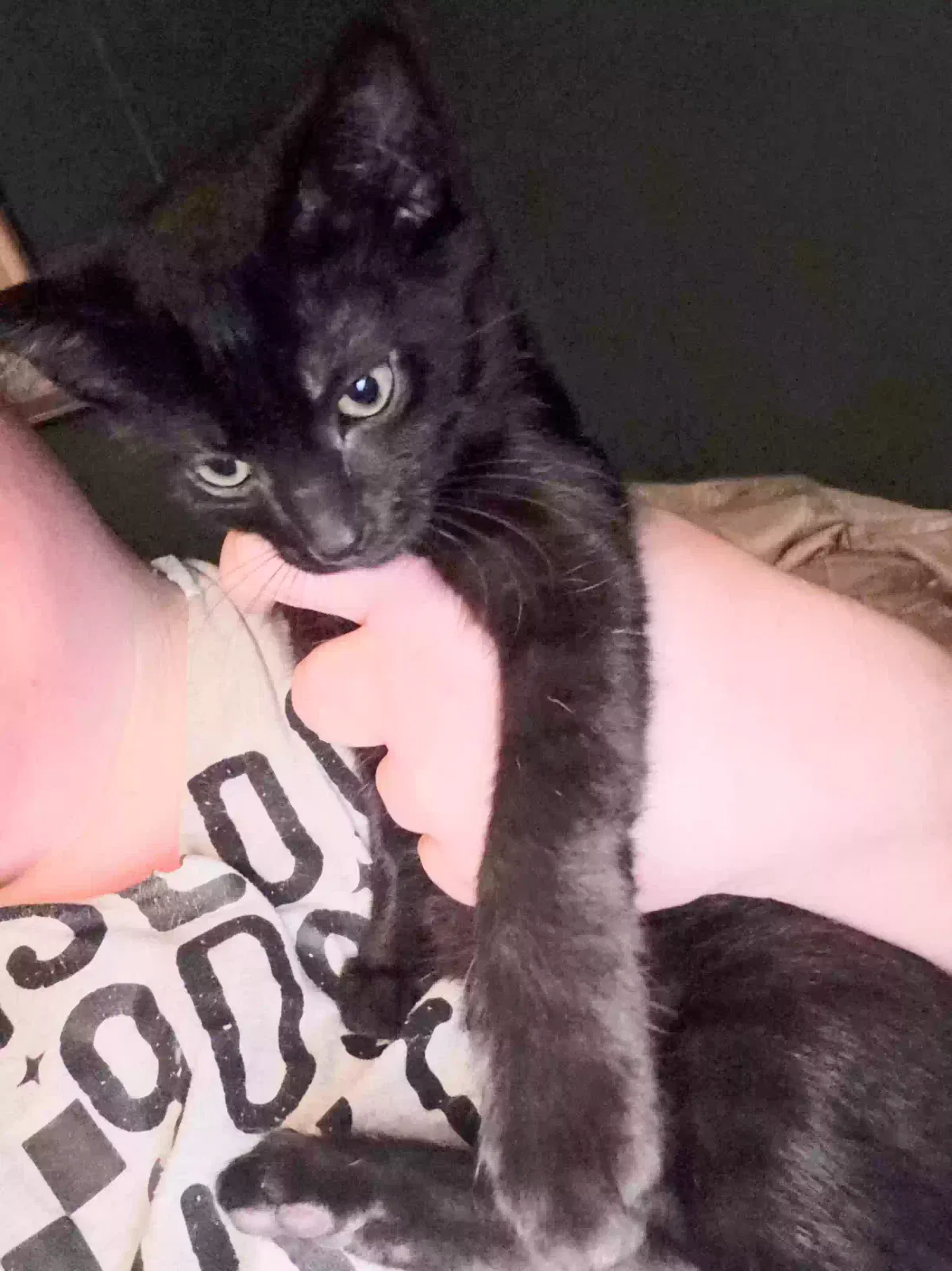 Grimlin, Unknown Cat for adoption in Pinson, AL, 35126
