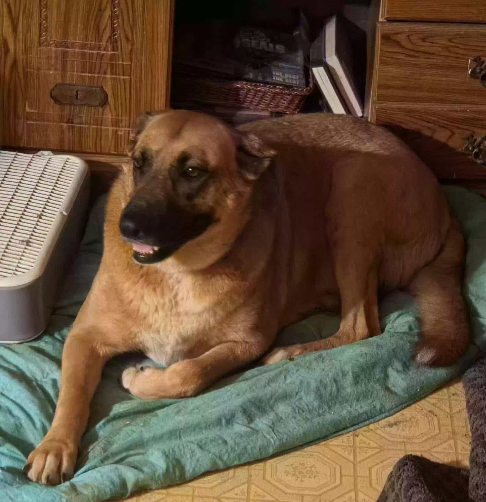 Dog, German Shepard, Great Pyrenees Dog for adoption in Pinson, AL, 35126