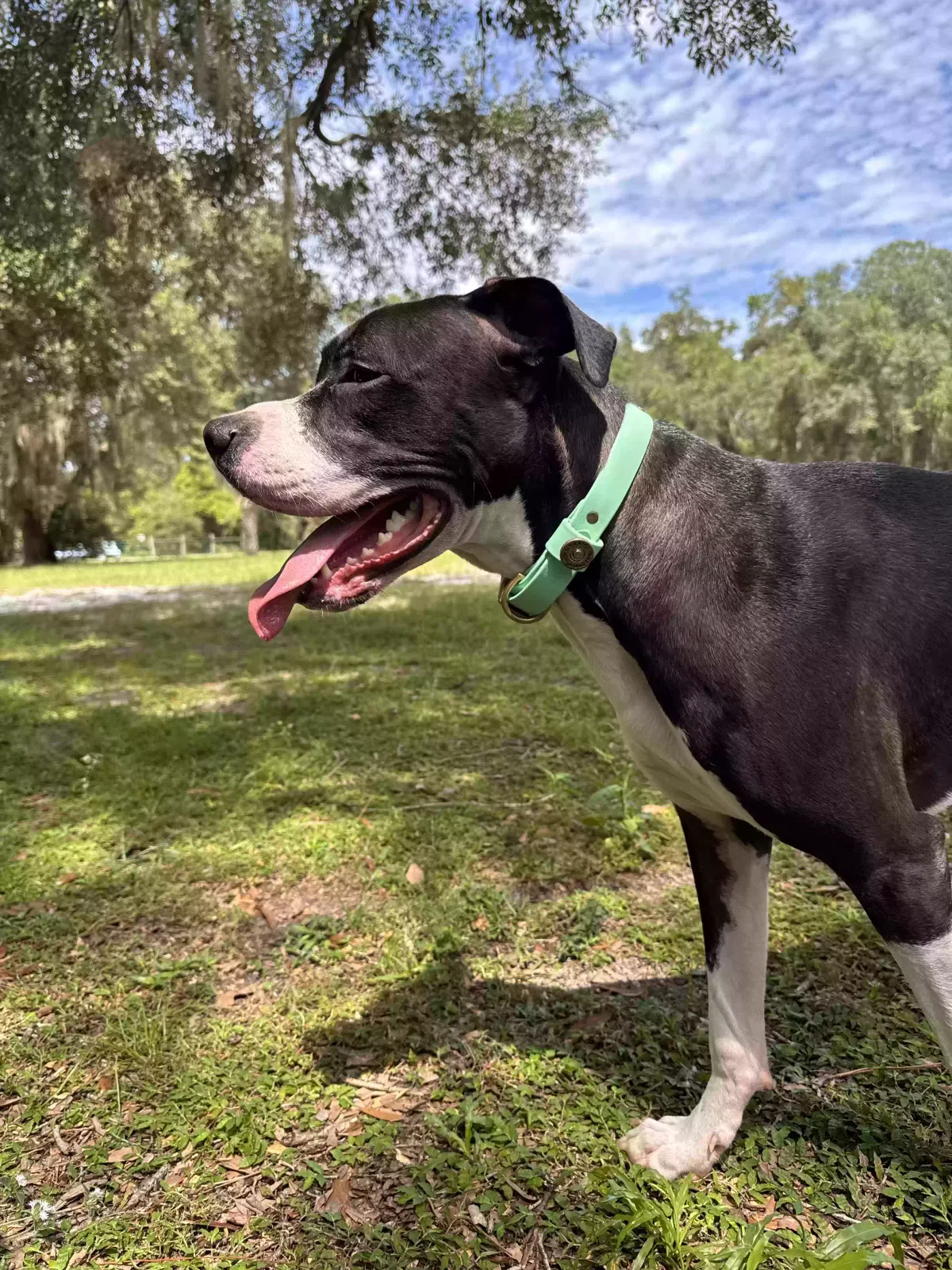 Dog, Unknown Dog for adoption in Sanford, FL, 32771