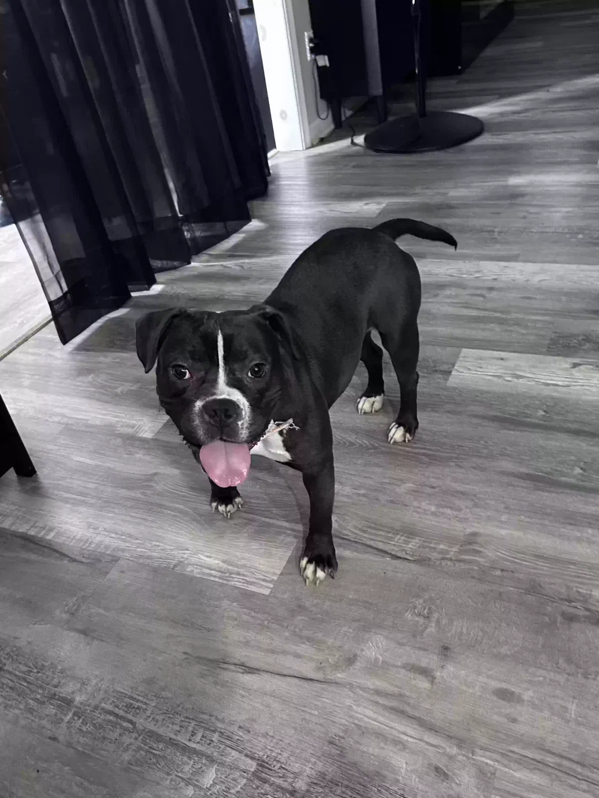 Coco, Unknown Dog for adoption in Atlanta, GA, 30315