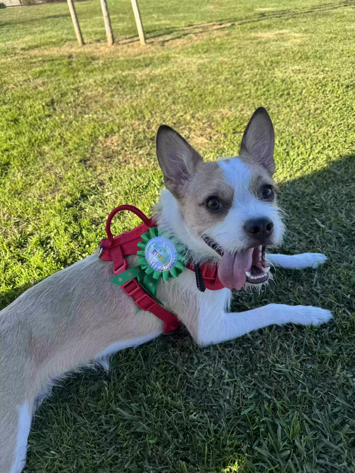 Dog, Unknown Dog for adoption in Murrieta, CA, 92562