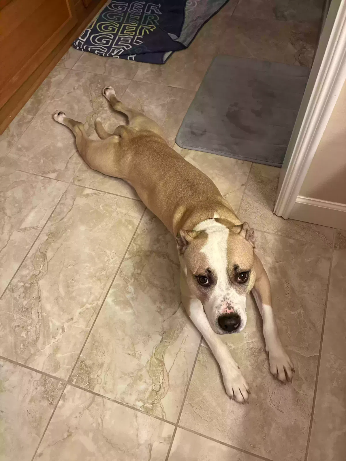 Rabble, Pit mix Dog for adoption in Lancaster, PA, 17602
