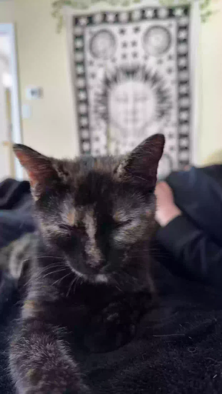 Astrid, tortoise shell Cat for adoption in Prescott Valley, AZ, 86314
