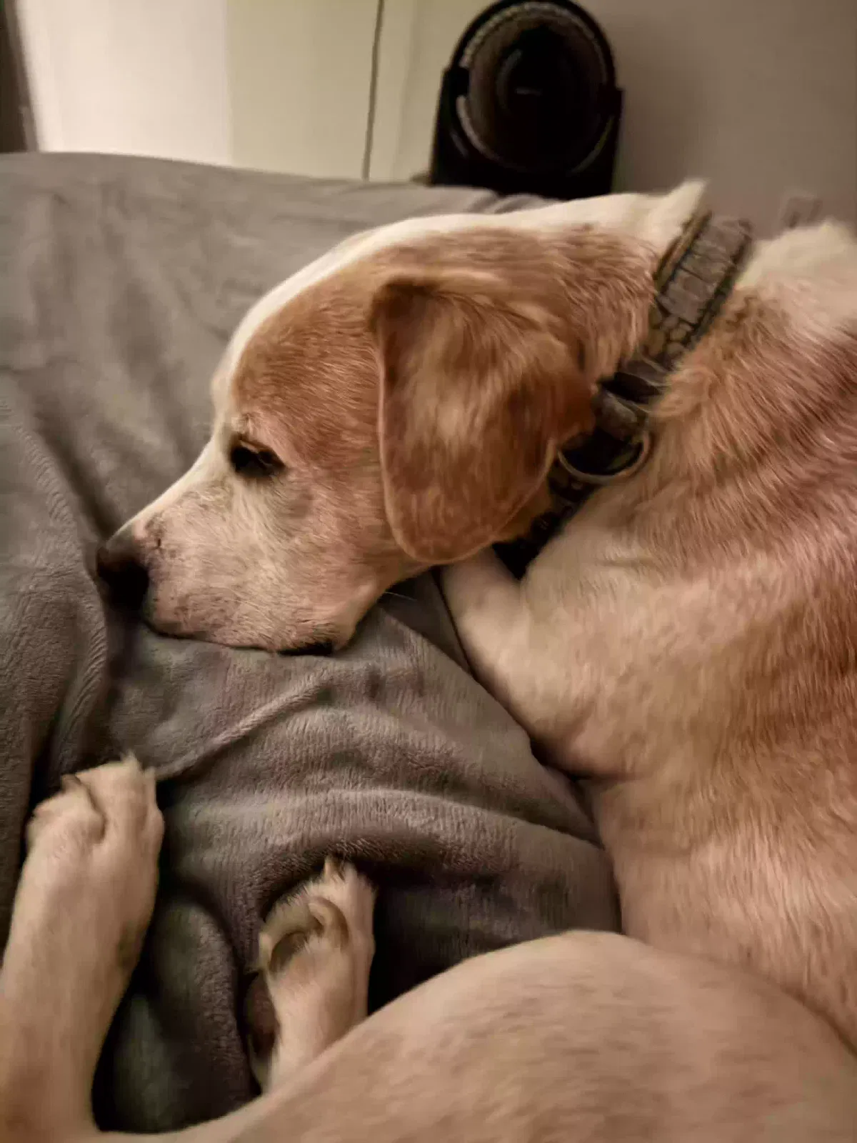 Duncan, Unknown Dog for adoption in Hingham, MA, 2043