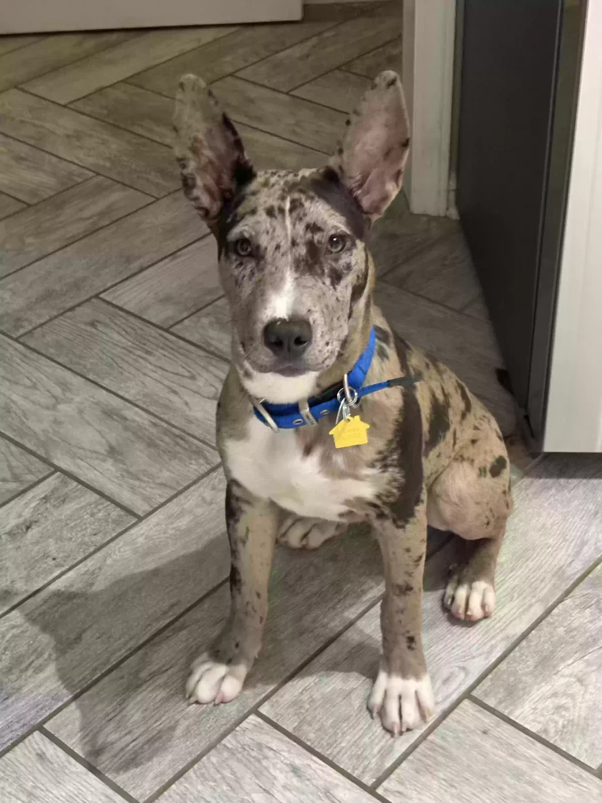 Leroy, Cattle/leopard mix Dog for adoption in Raleigh, NC, 27610